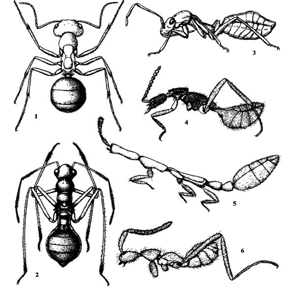 1.蚂蚁 2.一种盲蝽 3.一种半翅目昆虫 4、5、6.隐翅甲