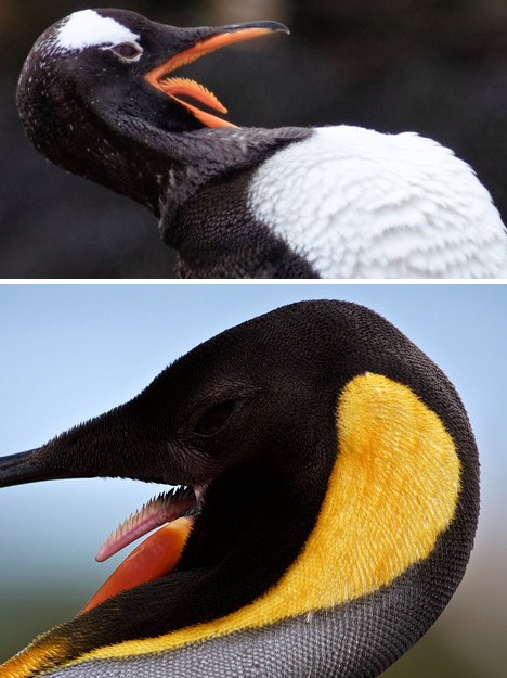 原始祖鸟的牙齿图片