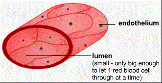 毛细血管的管壁由一层内皮细胞组成，内皮细胞为扁平梭形，长径沿血管纵轴排列。管腔极小，只能容许单个红细胞通过。