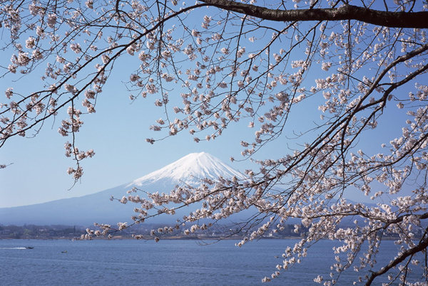 樱花被视作日本人的精神象征，从3月下旬到5月上旬期间，日本各地樱花会接连迎来盛开期。图/japancoolture.com