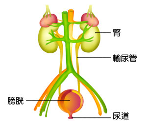 泌尿系统示意图。图片来自http://activity.ntsec.gov.tw