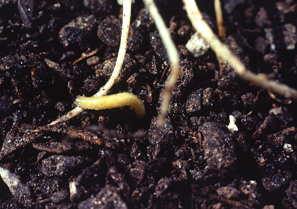 正在采食玉米根部的根萤叶甲幼虫。图片来自marysrosaries.com