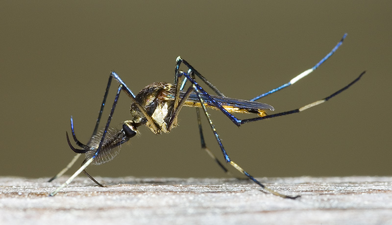 金属光泽的巨蚊。（图片：bugguide.net）