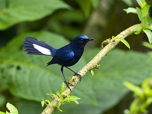 白尾蓝地鸲（qú）（图片：birdingintaiwan.org）