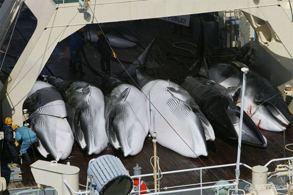 七头小须鲸排列在甲板上等待处理。（图片：greenpeace.org）