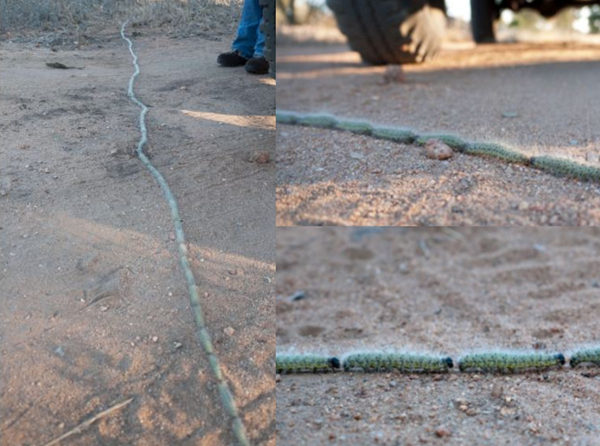 南非克鲁格公园的毛虫队伍横穿马路，这条“一字长蛇阵”长达5米多，由136条毛虫组成。为此，人们还把汽车停下让它们先行通过。 图：dailymail.co.uk