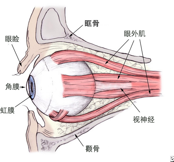 徒手掏眼球没电影里那么容易