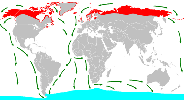 北极燕鸥的繁殖地和迁徙路线图，在30多岁的一生中，北极燕鸥迁徙过的路程足以往返月球3趟。