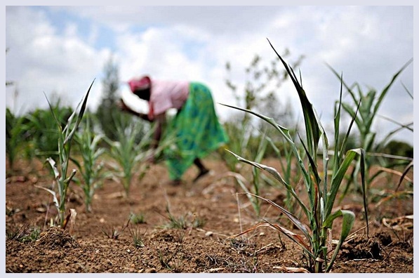 肯尼亚已经通过法律，允许进口转基因食品，为批准种植转基因作物打开了一条通道。（图片：Tony Karumba/AFP/Getty Images，via kaleva.fi）