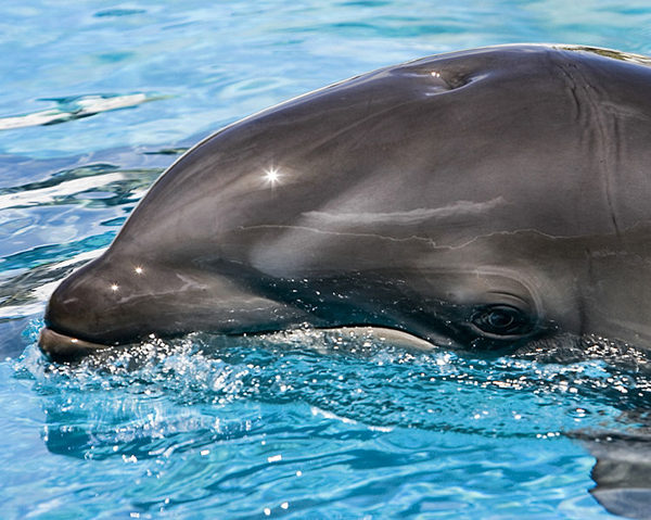 当时才9个月大的鲸豚兽咔哇丽凯(Kawili Kai)，从体型到肤色，鲸豚兽都介于“父母”之间。 图/ readthesmiths.com
