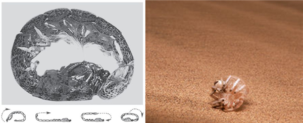 左：一种螳螂虾（Nannosquilla decemspinosa）被困在海滩上时可以采用滚动方式逃回大海； 右：轮蜘蛛（Carparachne aureoflava）可以变身轮子滚下沙丘避开天敌，最高转速可达每秒44转。