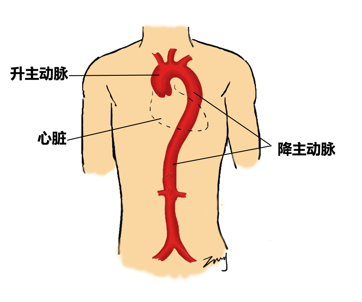 主动脉位置图片 解剖图片