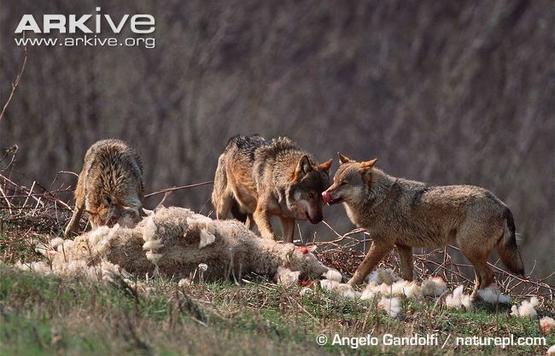 Pack-of-Eurasian-wolves-feeding-on-domestic-sheep-carcass.jpg