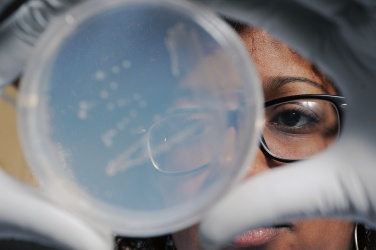 佐治亚理工的研究人员正在观察培养皿中的琼脂，高空细菌样本正在其中生长（图片提供：美国佐治亚理工学院 Gary Meek）