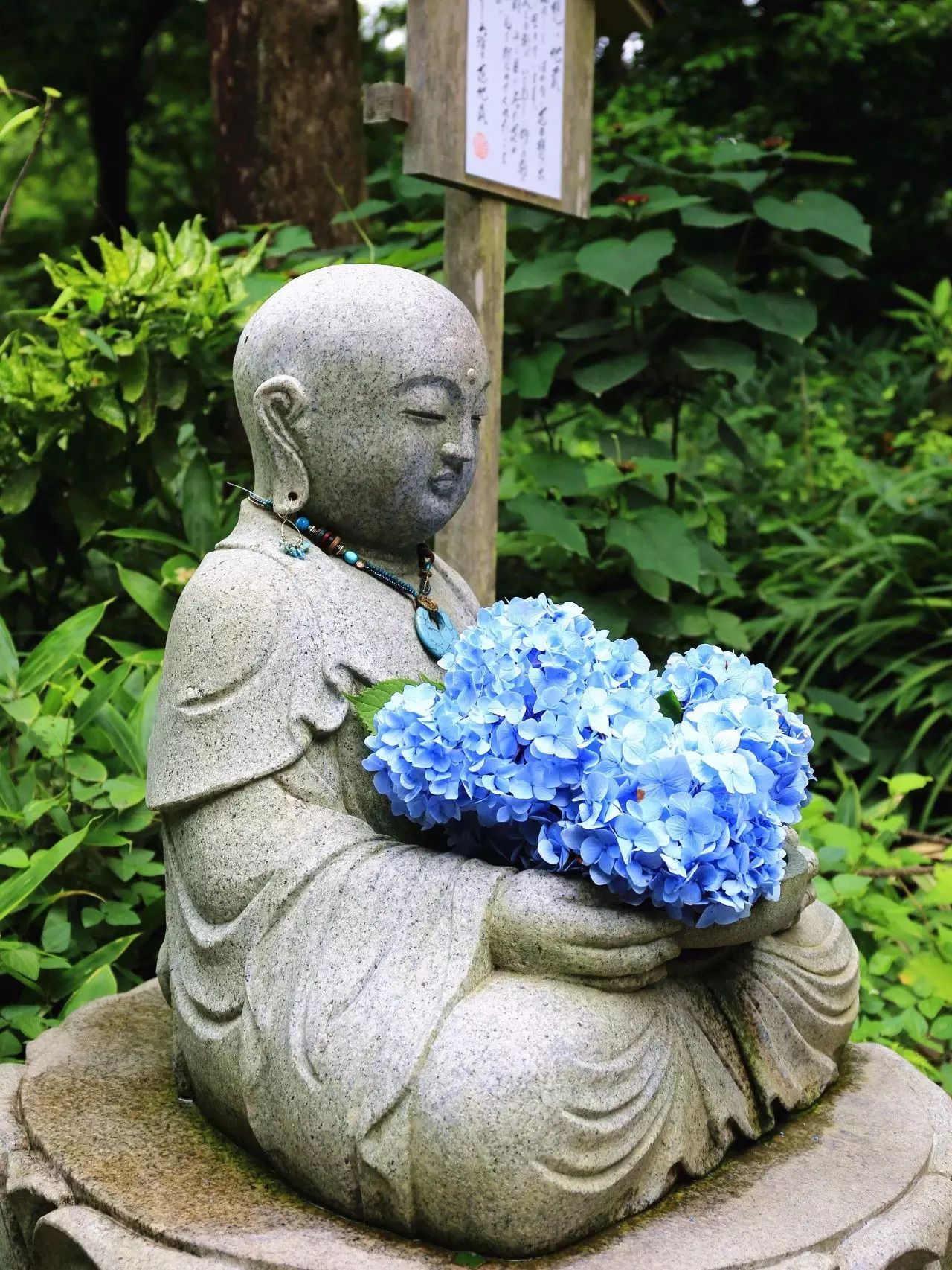 镰仓 初夏的细雨和醉人的紫阳花海 果壳科技有意思