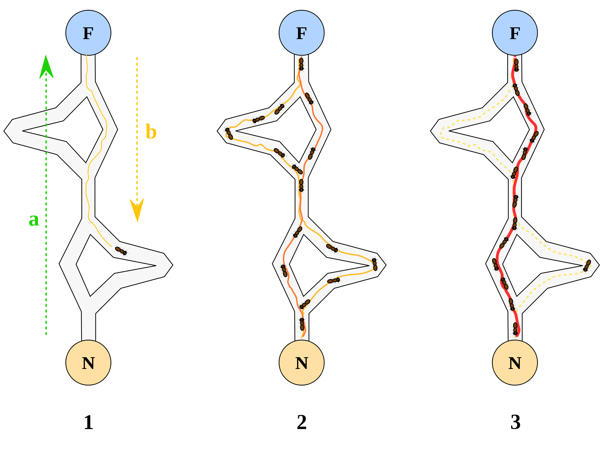 类似蚂蚁寻路的"蚁群算法.图片来源:sciencedirect.com